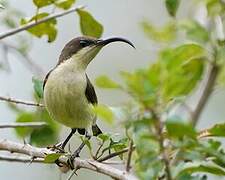 Loten's Sunbird