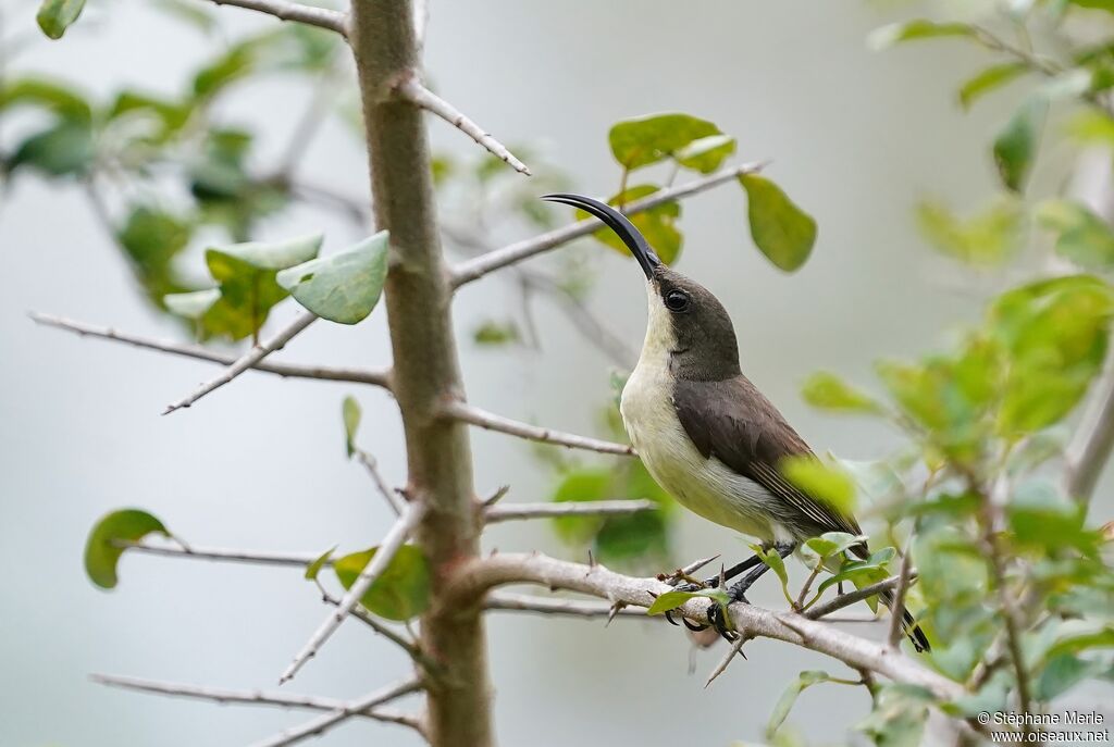 Loten's Sunbird female