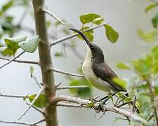 Loten's Sunbird