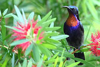 Souimanga de Macklot