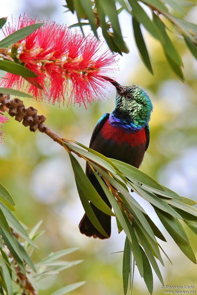 Marico Sunbird male adult