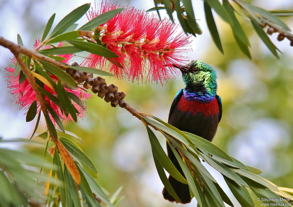 Marico Sunbird male adult