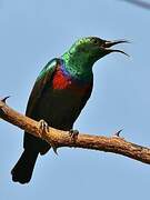 Marico Sunbird