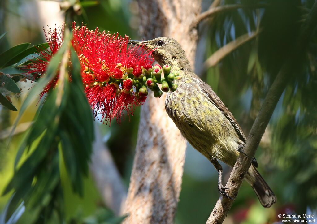 Marico Sunbird female adult