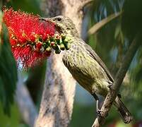 Marico Sunbird