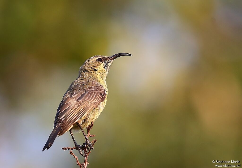 Marico Sunbird female adult