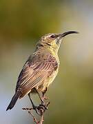 Marico Sunbird