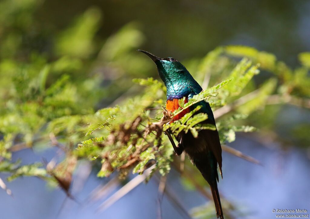 Northern Double-collared Sunbird male adult