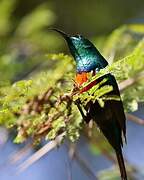 Northern Double-collared Sunbird