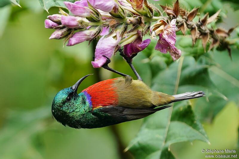 Northern Double-collared Sunbird male adult