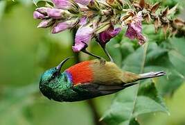 Northern Double-collared Sunbird