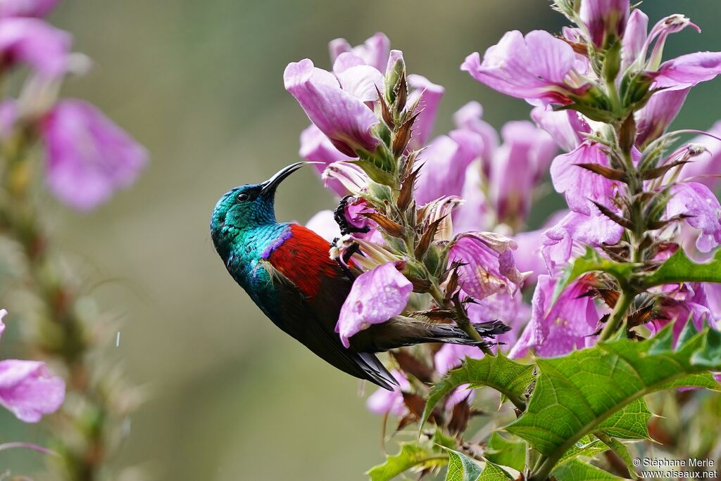 Northern Double-collared Sunbird