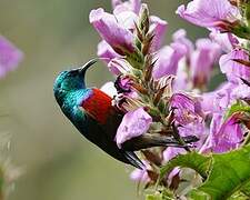 Northern Double-collared Sunbird