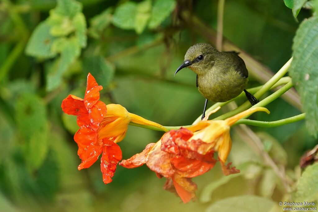 Northern Double-collared Sunbird female