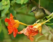 Northern Double-collared Sunbird