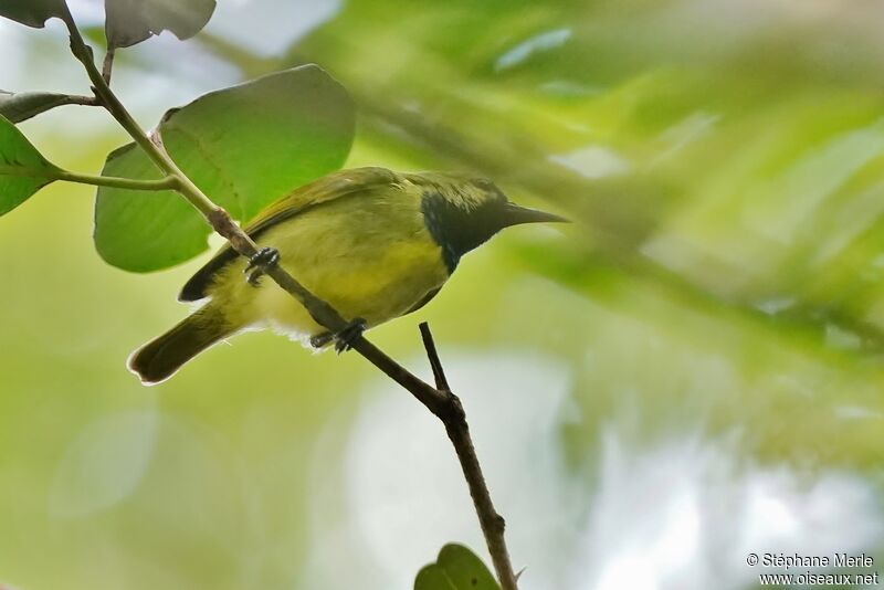 Plain-backed Sunbird male adult