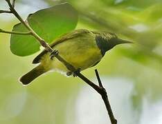 Plain-backed Sunbird