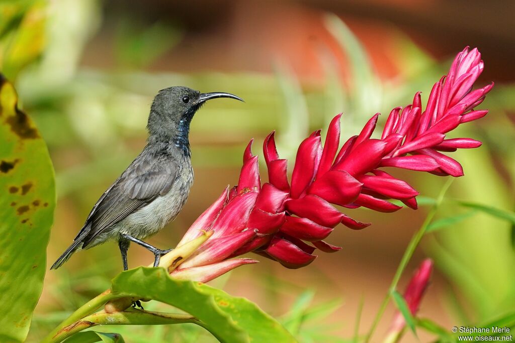 Seychelles Sunbird male adult