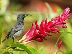 Seychelles Sunbird