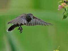 Seychelles Sunbird