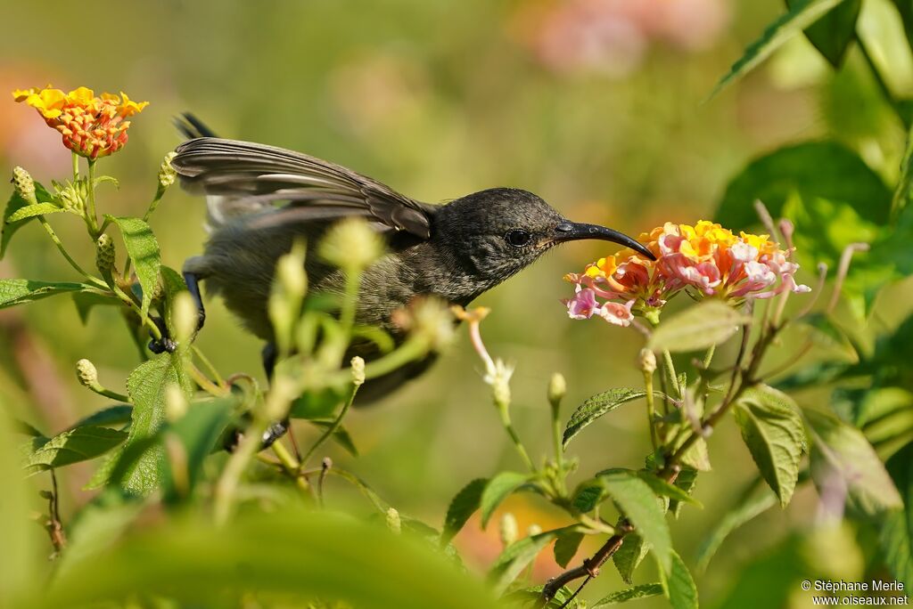 Seychelles Sunbird female adult