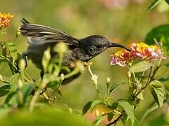 Seychelles Sunbird