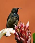 Seychelles Sunbird