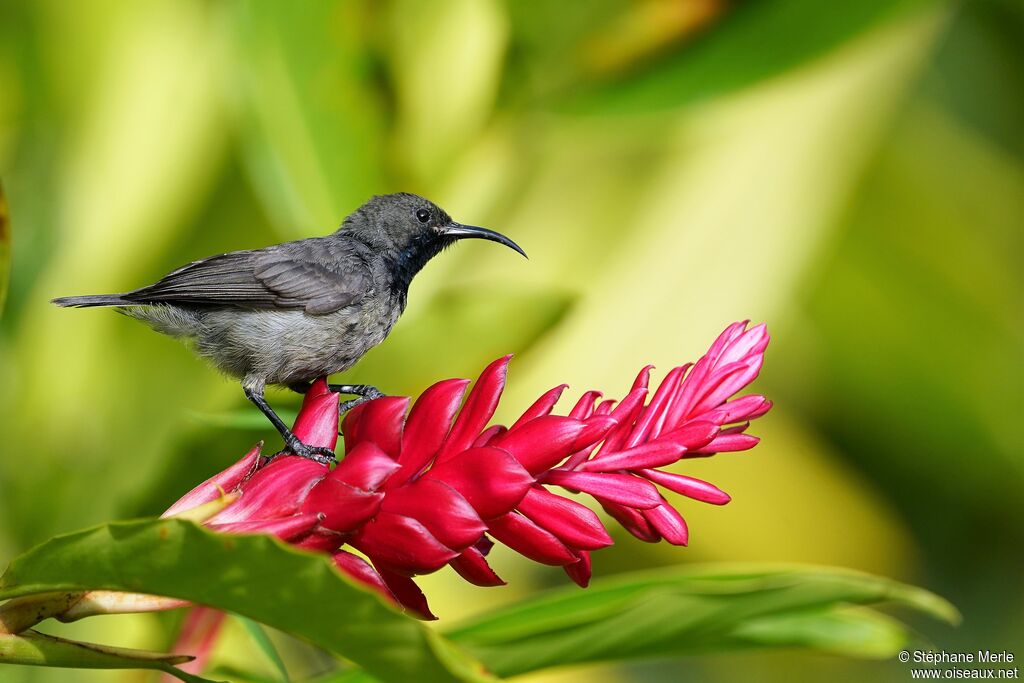 Seychelles Sunbird