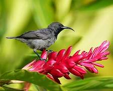 Seychelles Sunbird