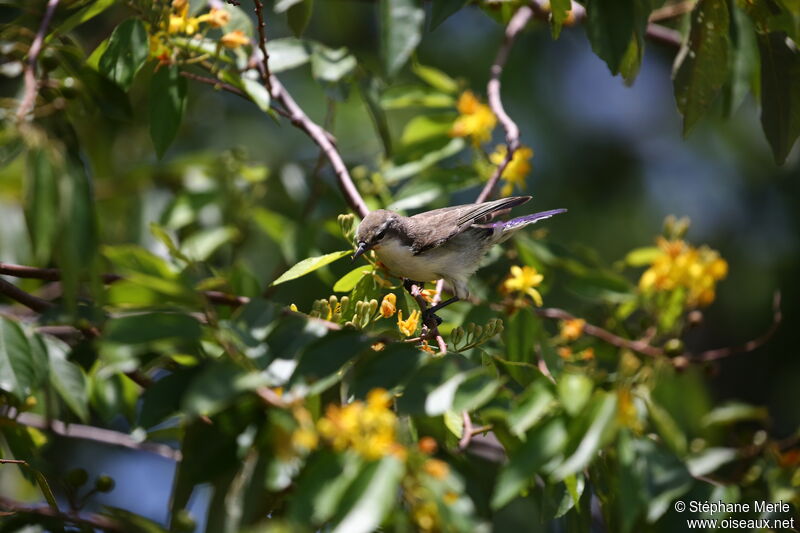 Eastern Violet-backed Sunbird female adult