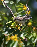 Eastern Violet-backed Sunbird