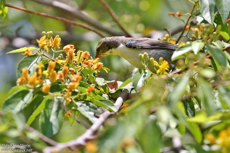 Eastern Violet-backed Sunbird female adult, eats