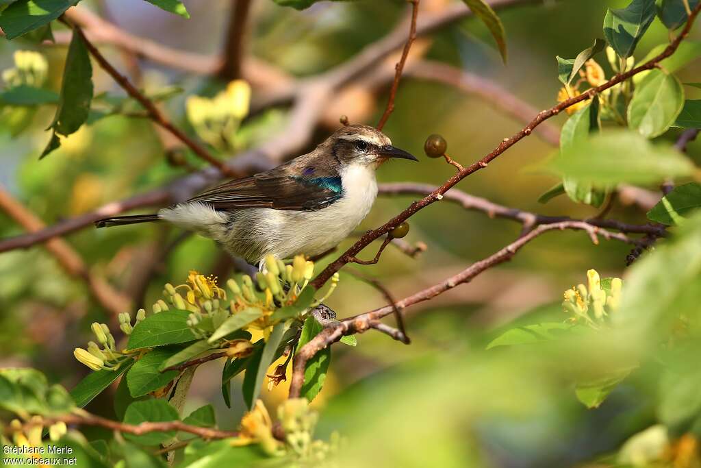 Eastern Violet-backed Sunbird female adult, habitat, feeding habits