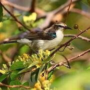 Eastern Violet-backed Sunbird