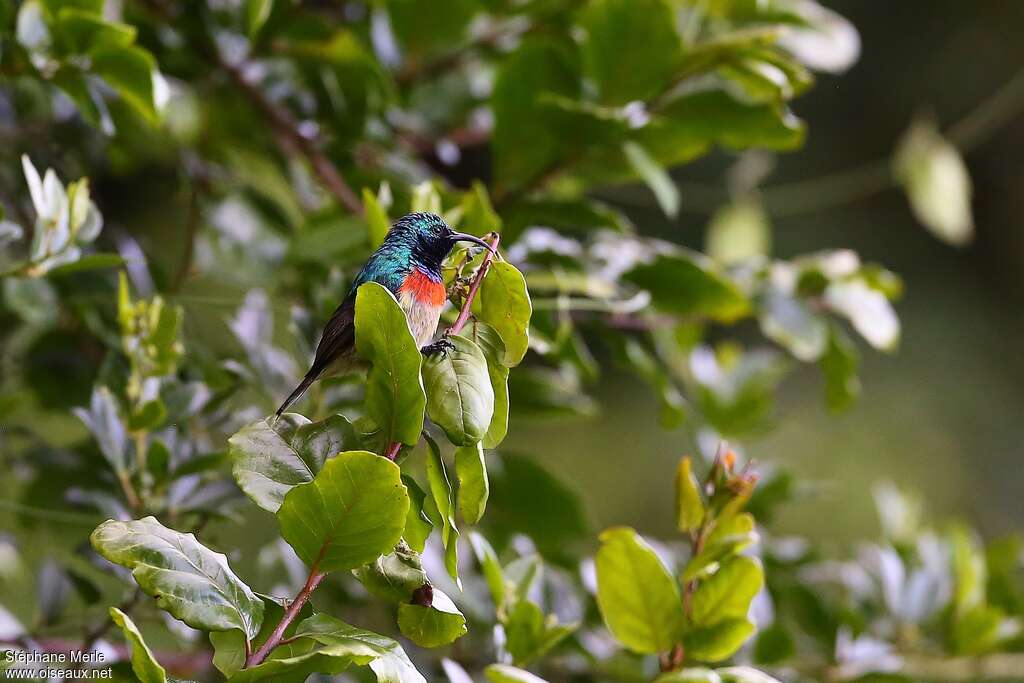 Eastern Double-collared Sunbird male adult, habitat