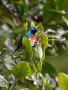 Eastern Double-collared Sunbird