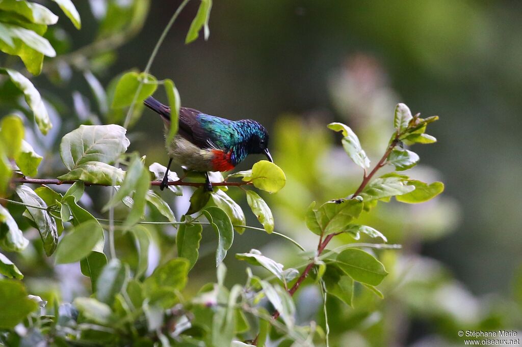 Eastern Double-collared Sunbird male adult