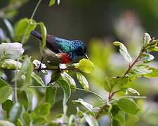 Eastern Double-collared Sunbird