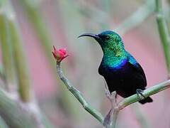 Tsavo Sunbird