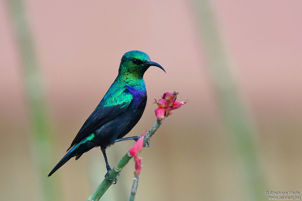 Tsavo Sunbird male adult breeding