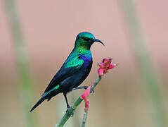 Tsavo Sunbird