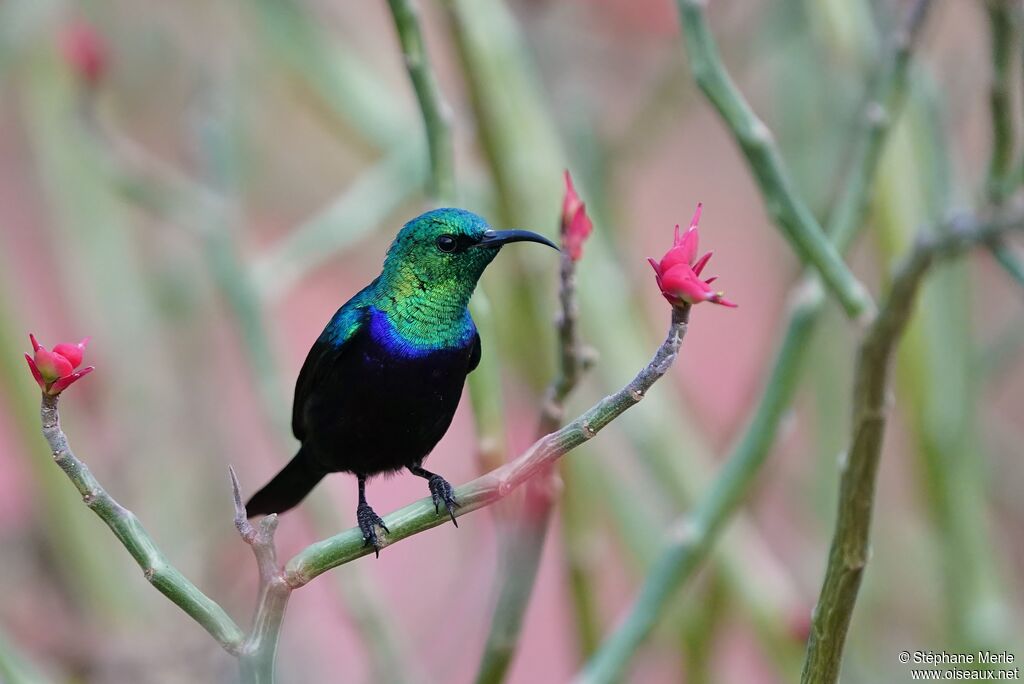 Tsavo Sunbird male adult