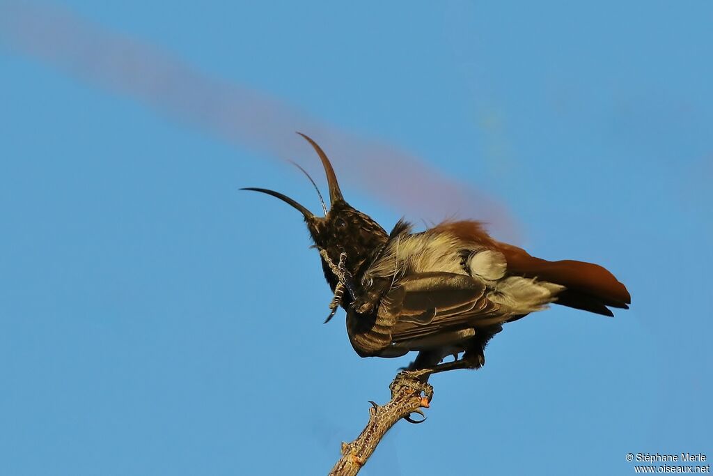 Dusky Sunbird male