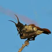 Dusky Sunbird