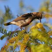 Dusky Sunbird