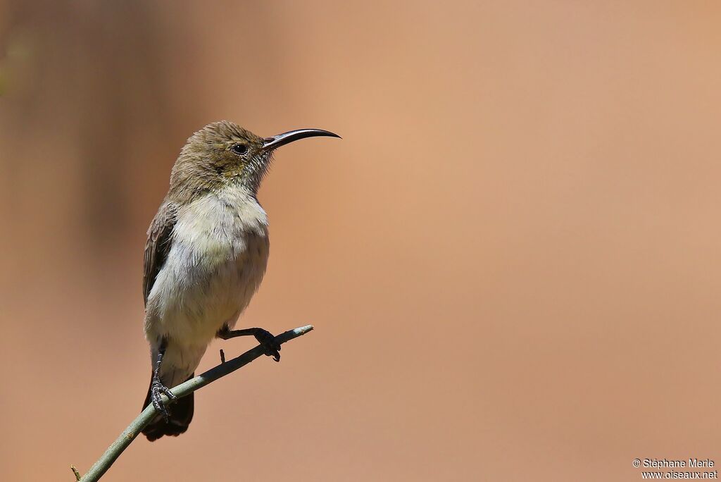 Dusky Sunbird female