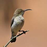 Dusky Sunbird