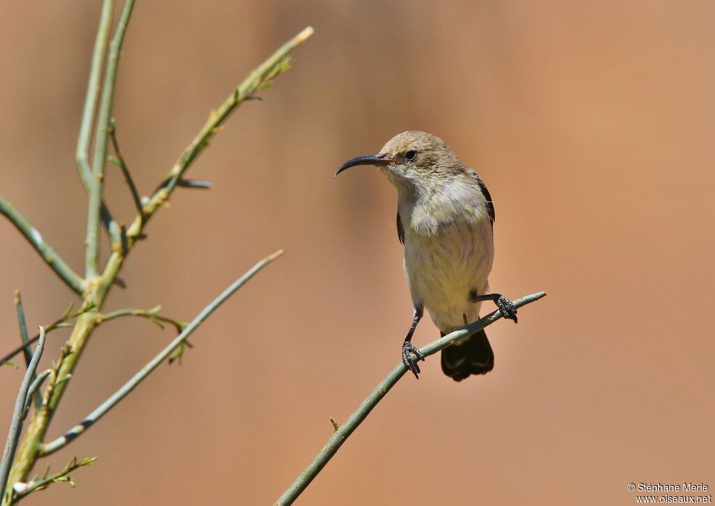 Dusky Sunbird female