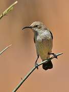 Dusky Sunbird