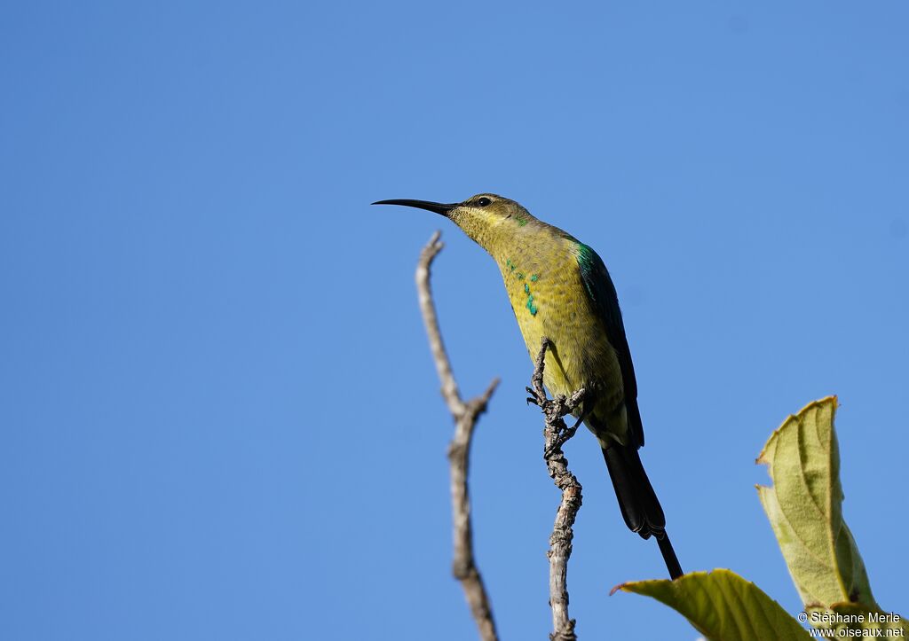 Malachite Sunbird